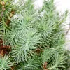 Bonsaj - Pinus halepensis - borovice aleppská - ca. 7-8 let Náhled obrázku produktu 3