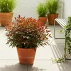 Green boutiQ - Plante de jardin - Nandina Gulfstream - Voir les images du produit 6