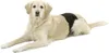 A golden retriever dog wearing a black sanitary wrap is lying down on a white background. Produktbild-Vorschau