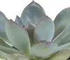 Mix di piante grasse e cactus: 15 piante Ø 5,5 cm in vaso Anteprima dell’immagine prodotto 4