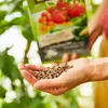Gemüse-Dünger 0,75 l - Hochwertig - Nährstoffreich - Für Produktbild-Vorschau 4