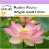 SAFLAX - Indyjski Kwiat Lotosu - 8 Nasiona - Nelumbo Podgląd zdjęcia produktu 10