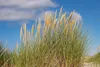 Stauden Gänge 3 x Ammophila arenaria im 1 Liter Topf - Produktbild-Vorschau 7