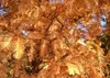 SAFLAX  - Abete d'acqua  - 60 semi - Con substrato - Anteprima dell’immagine prodotto 5