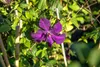 Clematis viticella 'Polish Spirit', violett, 80–100 cm Produktbild-Vorschau 10