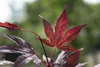 Acer palmatum 'Bloodgood', Japanischer Ahorn, tiefrot, Produktbild-Vorschau 8