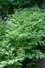 A dense patch of green leafy plants in a garden setting. Produktbild-Vorschau