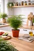 Asparagus setaceus Plumosus ca. 35 cm – Zierspargel Produktbild-Vorschau 4