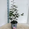 Camellia japonica 'Nuccio's Pearl' – kamélie | 90–100 cm v Náhled obrázku produktu 3