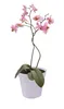 A pink orchid plant in a white pot against a white background. Produktbild-Vorschau