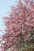 Prunus cerasifera 'Nigra', Blutpflaume, dunkelrot, 100–125 Produktbild-Vorschau 11