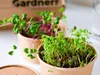 Gardners "Grow Your Own" Microgreens Refill Kit M, 5 Náhľad obrázku produktu 4