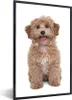 MuchoWow® Gerahmtes Poster Hund - Haustiere - Fell 60x90 cm Produktbild-Vorschau 1