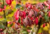 Euonymus alatus, Flügel-Spindelstrauch, 40–60 cm, leuchtend Produktbild-Vorschau 9