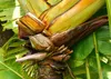 SAFLAX - Baum des Reisenden - Ravenala madagascariensis - 8 Produktbild-Vorschau 4