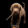 Biscotti croccanti - snack sani per cani Anteprima dell’immagine prodotto 5