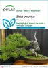 SAFLAX - zlatá borovica - Pinus ponderosa - 20 Semená Náhľad obrázku produktu 1