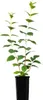 Filadelfo (Philadelphus) Rosace 1L Anteprima dell’immagine prodotto 2