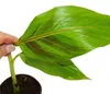 Winterharte Bananenstaude – Musa sikkemensis – Produktbild-Vorschau 3