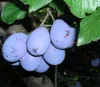 Katinka(S) Scharkatolerant, Zwetsche, Buschbaum Größe ca. Produktbild-Vorschau 1