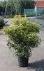Osmanthus het. 'Goshiki' ('tricolor') - Pachnący kwiat o Podgląd zdjęcia produktu 1