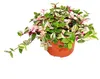 Exotenherz Dreimasterblume Tradescantia quadricolor Produktbild-Vorschau 1