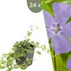 Plants by Frank | 24 Immergrün Pflanzen | Vinca Minor | Produktbild-Vorschau 1