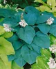 Hosta sieboldiana 'Blue Angel', Blaublatt-Funkie, ca. 13 cm Produktbild-Vorschau 1