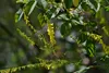 SAFLAX - Steinklee - Melilotus officinalis - 250 Samen Produktbild-Vorschau 6