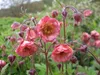 Stauden Gänge 10 x Geum rivale 'Flames of Passion‘ - Produktbild-Vorschau 2