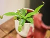 Gardners Nepenthes alata, průměr 12 cm Náhled obrázku produktu 2