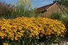 Stauden Gänge 10 x Rudbeckia fulgida 'Goldsturm' - Produktbild-Vorschau 5