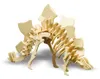 Pebaro Holzbausatz Stegosaurus 856, Holzkonstruktion, Produktbild-Vorschau 2