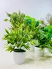 Květina v květináči - Zelený zimostráz 30 cm Náhled obrázku produktu 9