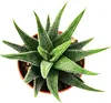 Haworthia attenuata - malá rostlina v květináči 5,5 cm Náhled obrázku produktu 3