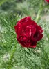 Paeonia tenuifolia, Pfingstrose, feingliedrig, ca. 11x11 cm Produktbild-Vorschau 3