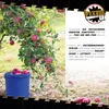 Eimer mit Deckel 10 L | Vorratseimer | Lebensmittelecht Produktbild-Vorschau 9