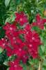 Clematis viticella 'Kermisina', Italienische Waldrebe, Produktbild-Vorschau 2