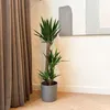 Jukka - Yucca elephantipes - Wys. 130-140cm - ⌀24cm Podgląd zdjęcia produktu 5