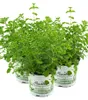 Enseleits 3er Set Oregano, frische Küchenkräuter Pflanze Produktbild-Vorschau 1
