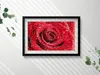 Rose auf roten Rosenblättern– Wandbild mit Rahmen – Produktbild-Vorschau 2