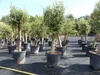 Olivenbaum Olive "Angebot" 150 - 180 cm, beste Qualität, Produktbild-Vorschau 2