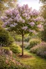 Blauglockenbaum 180 cm Paulownia tomentosa Kaiserbaum Produktbild-Vorschau 1