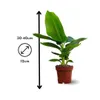 Bananier musa - plante d'intérieur & extérieur - ↕ 30-40 cm Voir les images du produit 3