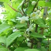 Super Issai Kiwipflanze Actinidia arguta selbstfruchtbar Produktbild-Vorschau 3