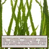 Mutterpflanze Aquariumpflanze Cryptocoryne Balansae Nr.309B Produktbild-Vorschau 4