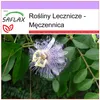 SAFLAX - Męczennica - 5 Nasiona - Passiflora incarnata Podgląd zdjęcia produktu 5
