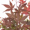 Bloomique - 4er Set - Acer Atropurpureum - Japanischer Produktbild-Vorschau 4