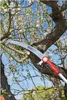 A pruning saw is being used to cut a branch on a tree with blossoms. Náhľad obrázku produktu