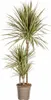 Dracaena Marginata Bicolor Drachenbaum Ø21cm 110-130cm Produktbild-Vorschau 1